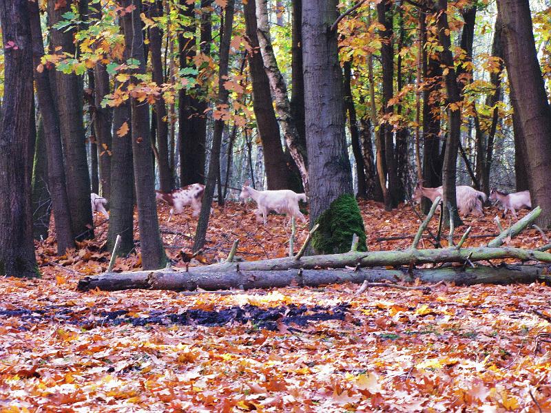 Wandeling van Monke en Judith op 21-10-2012 (56).JPG